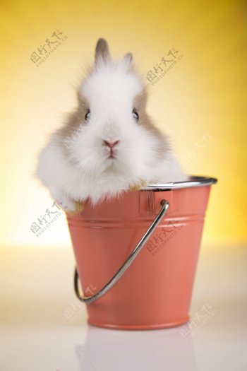 坐在铁桶上的兔子图片