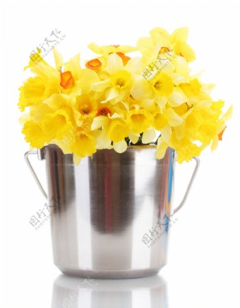 筒里的黄色小花图片