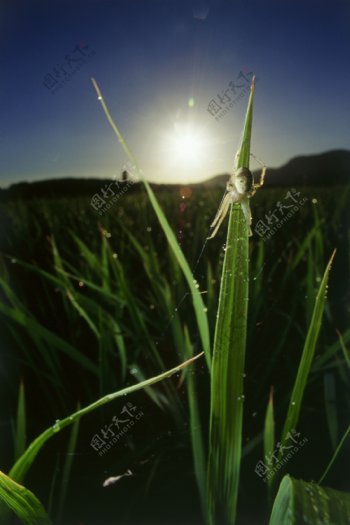 稻田里的蜘蛛图片