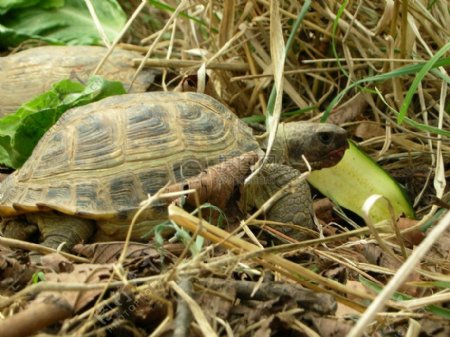 藏在草丛中的乌龟
