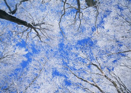 冬季树林仰视高清风景图片图片