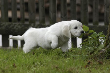 奔跑的小白狗图片