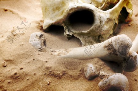 沙子中的人类头骨图片