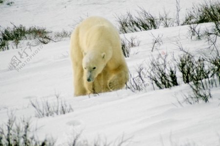 北极熊写真图片