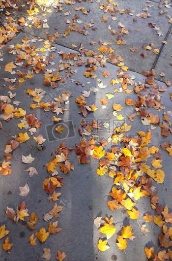 人行道上叶子秋天橙色路面水泥粉笔忙角度多如牛毛