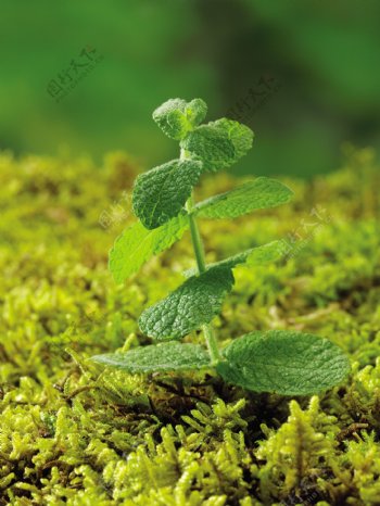 一枝绿色植物图片