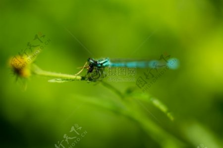 自然动物模糊绿色昆虫蜻蜓