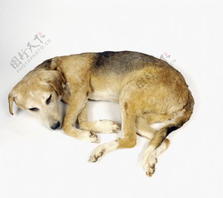 睡觉的狗狗图片