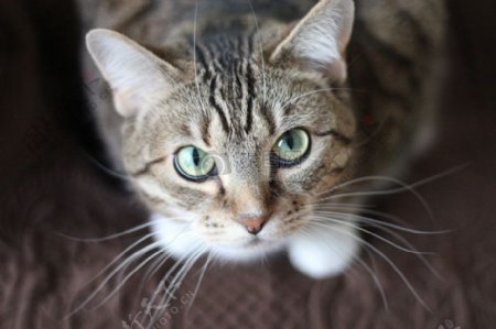 动物猫可爱晶须小猫虎斑猫绿色眼睛