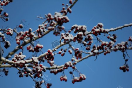 雪冬天蓝色天空野果嫩枝