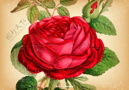 复古怀旧手绘玫瑰花
