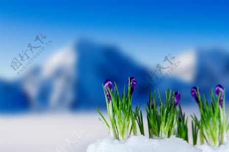 紫色小花与雪山背景图片