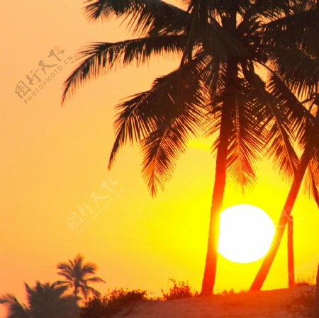 日出时的椰树图片