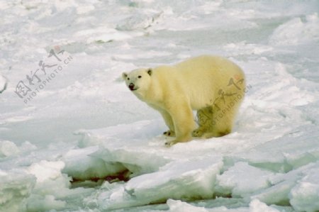冰地里的北极熊图片