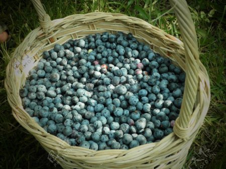 篮筐里的蓝莓