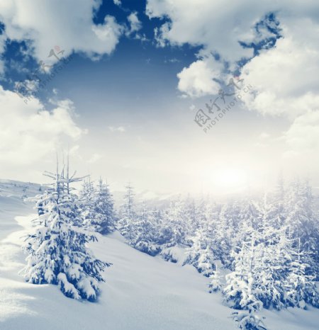 天空下白雪覆盖的雪地和树林图片