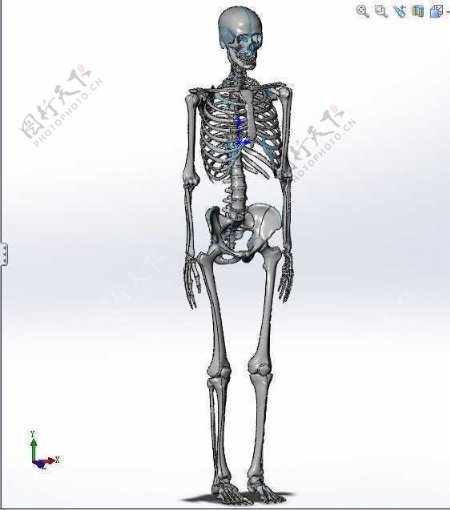 人体骨骼机械模型