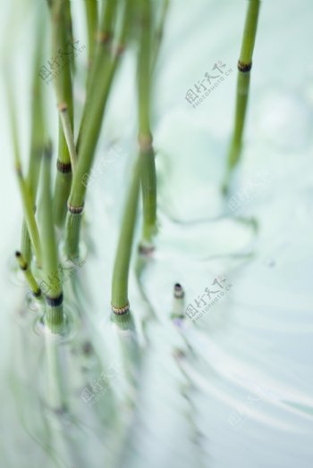 水中的植物图片
