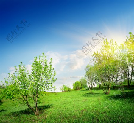 阳光下的草地树木图片