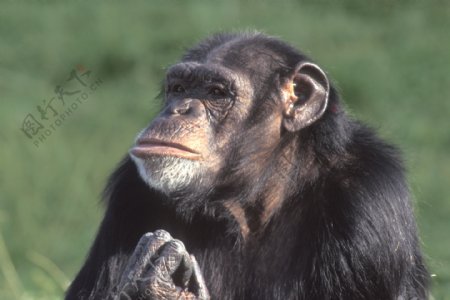 大猩猩摄影图片