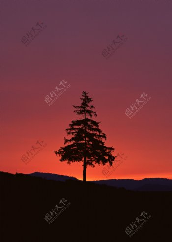 黄昏傍晚里的树木图片