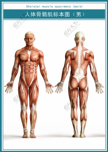 医学展板人体全身肌肉标本图超清psd下载
