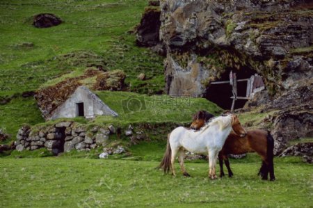 白色和棕色马在绿色草地上沿落基山脉