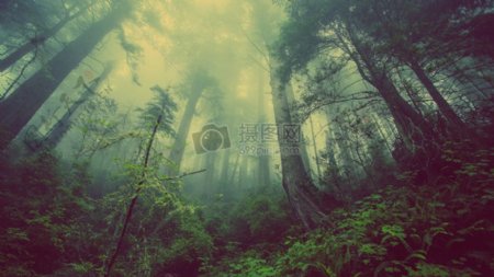 自然森林树木雾神秘