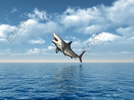 水面跳起来的鲨鱼图片