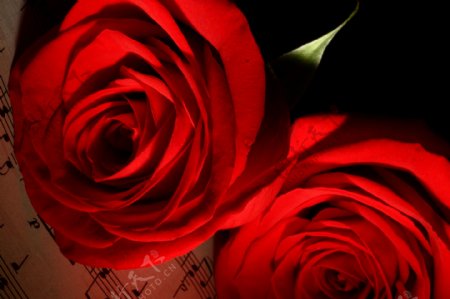 两朵玫瑰花与乐谱图片