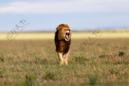 草地上大喊的狮子图片