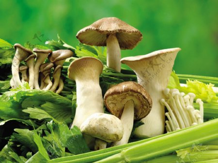 和芹菜在一起的各种蘑菇图片