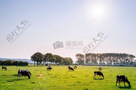 景观天空村太阳阳光树木农业农场草牛