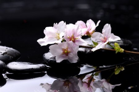 水疗石与樱花图片