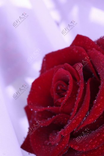 带水珠的玫瑰花图片
