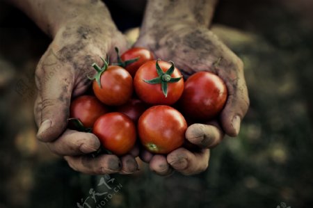 泥手里的西红柿图片