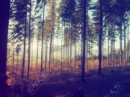 阳光森林树木冬天秋天捷克共和国在
