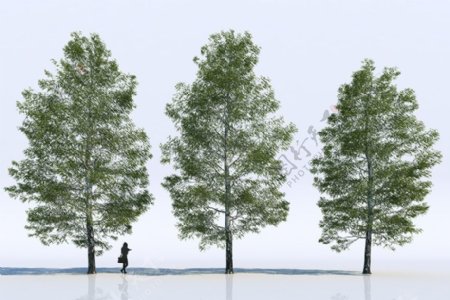 3dmax桦树模型