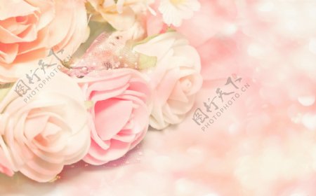 粉色浪漫玫瑰花图片