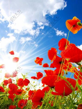 蓝天白云盛开的红色花朵图片