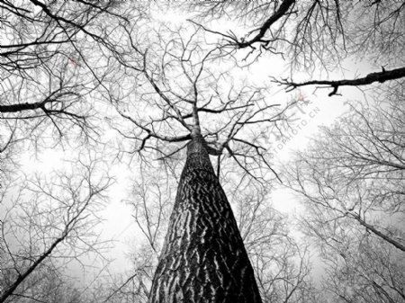 黑与白树枝树高树树干高大树皮同比增长