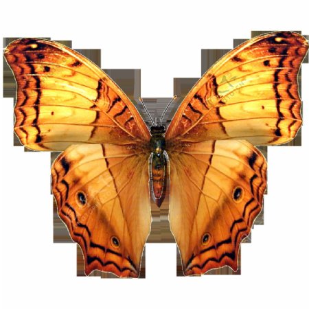高清蝴蝶标本素材