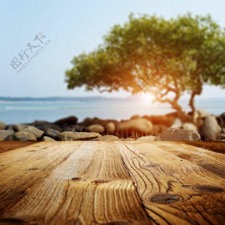 大海绿树前的木板图片