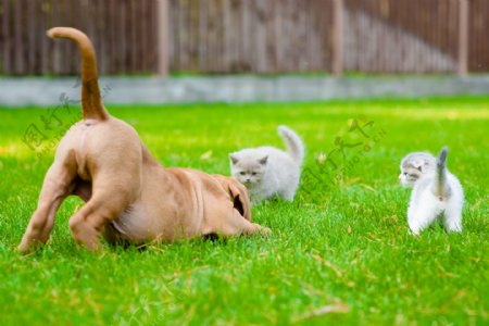草地上玩乐的哈八狗与小猫图片