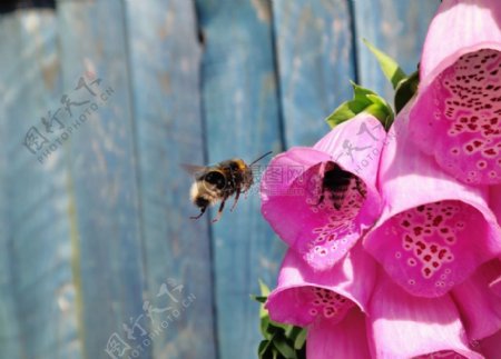 鲜花蜜蜂大黄蜂特写镜头