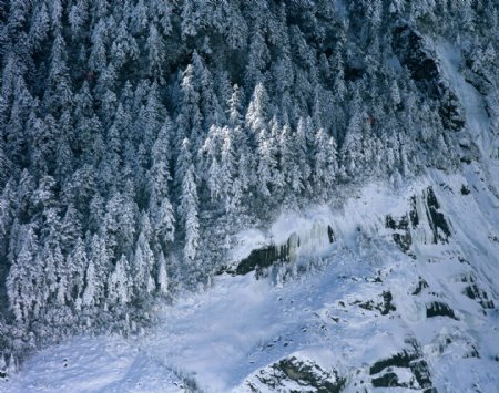 白雪覆盖的树林图片