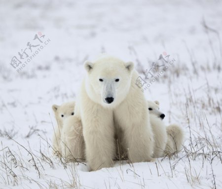 坐在雪地里的北极熊图片