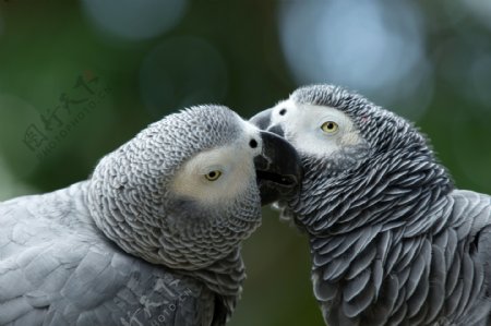 灰色情侣小鸟图片