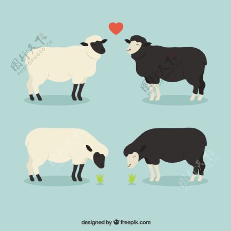 羊在爱