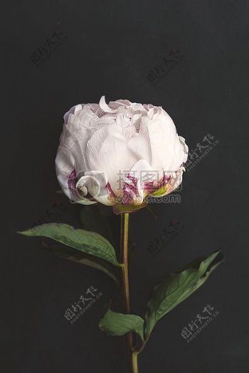 花玫瑰白玫瑰白花单一花
